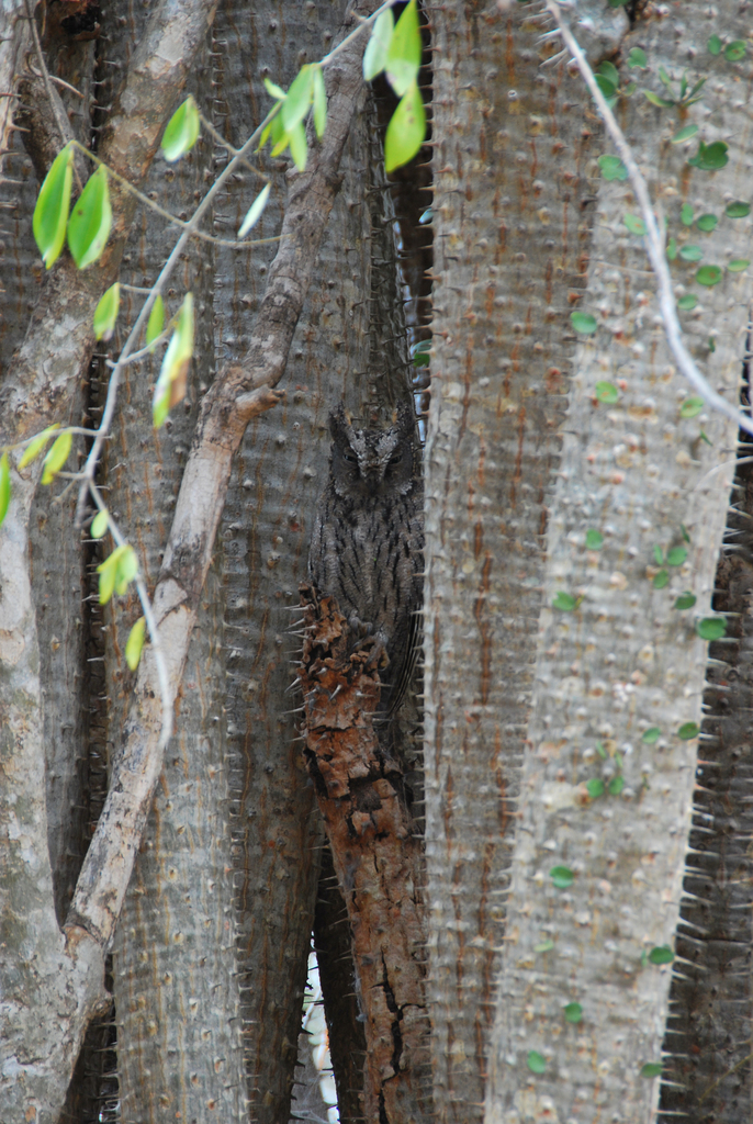 Alluaudia ascendens; photograph William Stephens, CC BY, iNaturalist via GBIF