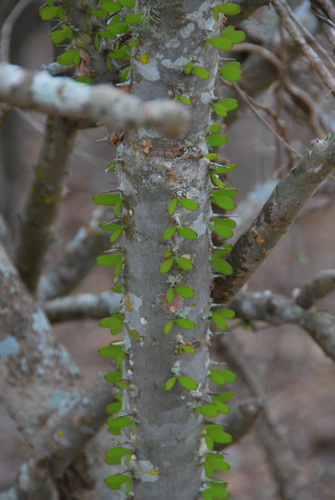 Alluaudia procera