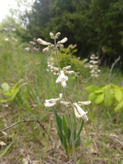 Penstemon pallidus