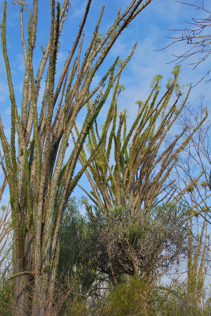 Alluaudia procera