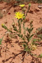Xanthisma texanum drummondii