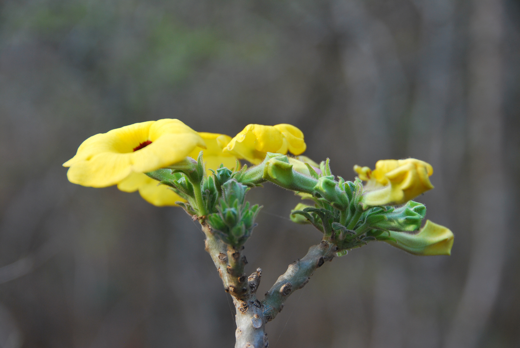 Uncarina decaryi