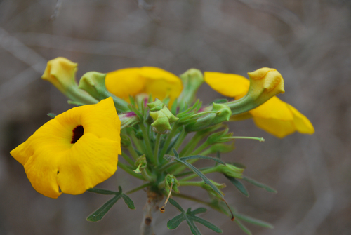 Uncarina decaryi