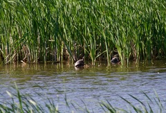 Chrysemys picta marginata