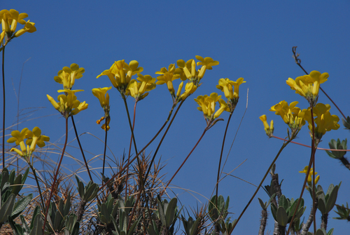 Pachypodium rosulatum