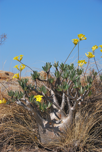 Elephant's Foot Plant