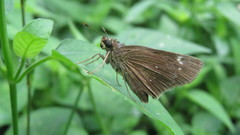 Torbenlarsenia gemella