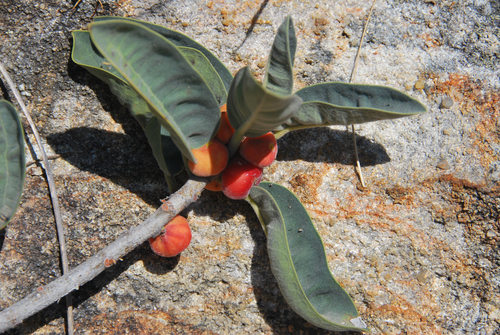 Ficus menabeensis