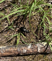 Carabina