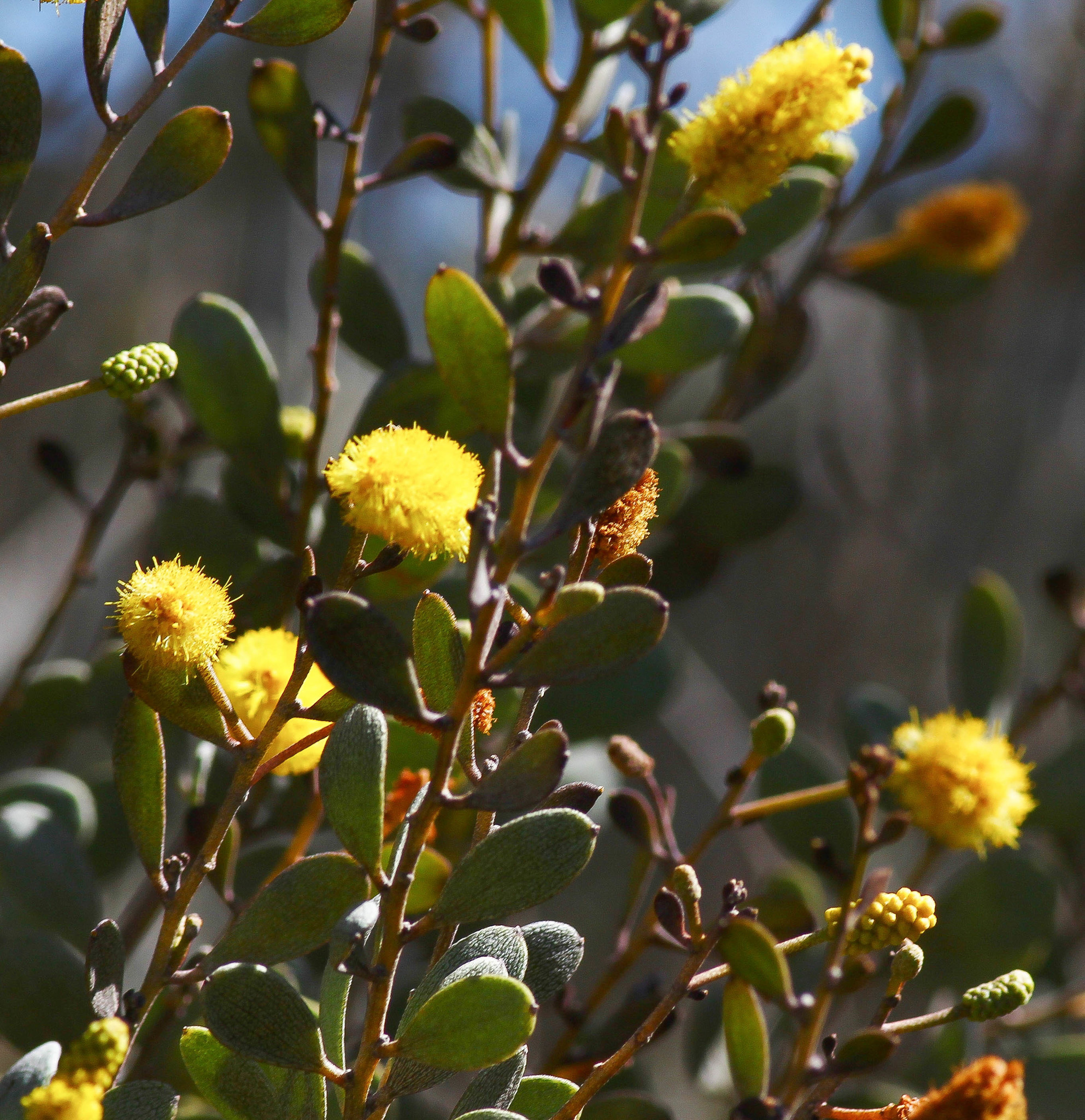 Acacia craspedocarpa