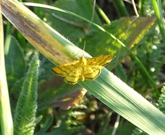 Idaea aureolaria