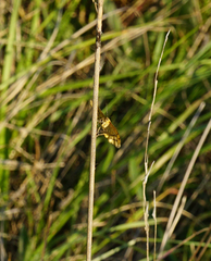Idaea aureolaria