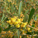 Vanilla-scented Wattle - Photo (c) Stan Shebs, some rights reserved (CC BY-SA)