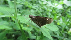 Torbenlarsenia gemella
