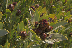 Leucadendron loranthifolium