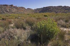 Leucadendron loranthifolium