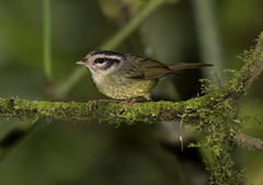 Basileuterus melanotis