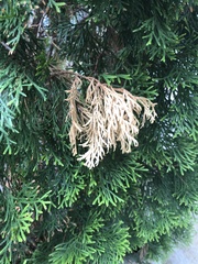 Pestalotiopsis funerea