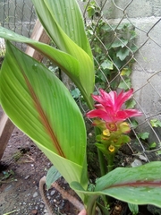 Curcuma zedoaria