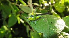 Dioncomena ornata