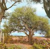 White Carob Tree - Photo anonymous, no known copyright restrictions (public domain)