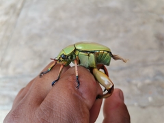 Chrysina adolphi
