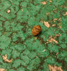 Orsilochides stictica