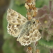 Southern Marbled Skipper - Photo (c) Simon Oliver, some rights reserved (CC BY-NC)