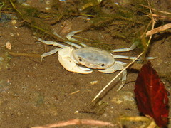 Geothelphusa cinerea