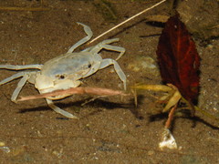 Geothelphusa cinerea