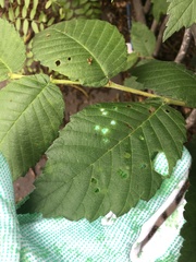 Xanthogaleruca luteola