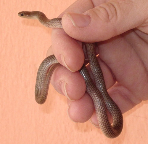 Mosauer’s Ground Snake