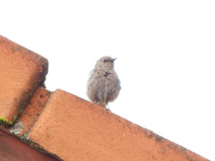 Phoenicurus ochruros