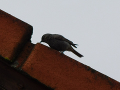 Phoenicurus ochruros