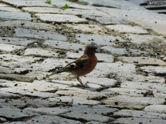 Fringilla coelebs