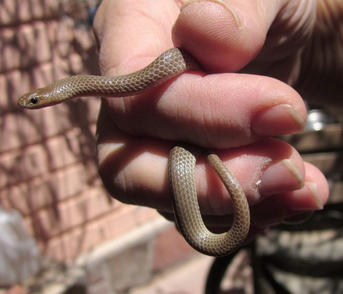 Mosauer’s Ground Snake