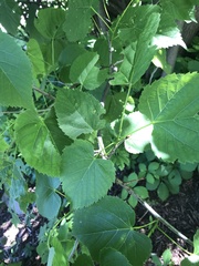 Tilia americana