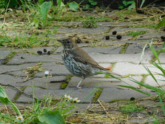 Turdus philomelos