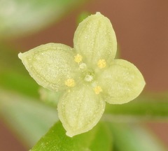 Galium uniflorum