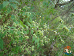 Hyptis urticoides