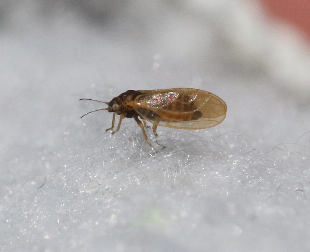 Ceanothia mitella