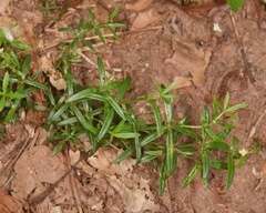 Galium uniflorum