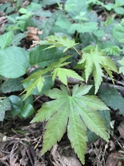Acer pseudosieboldianum