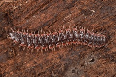 Pseudopolydesmus erasus