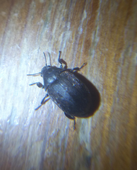 Byrrhidae