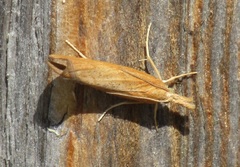Pediasia luteella