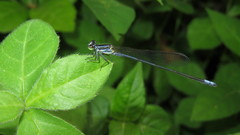 Odonata