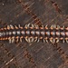 Euryurus maculatus - Photo (c) skitterbug,  זכויות יוצרים חלקיות (CC BY), הועלה על ידי skitterbug