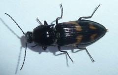 Selatosomus suckleyi