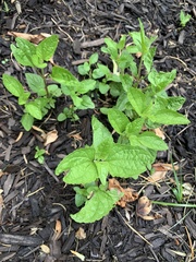 Conoclinium coelestinum